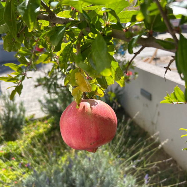 Living room, Villa Zubčić - Vrsi Mulo, Apartmani Zubčić Vrsi Mulo Vrsi