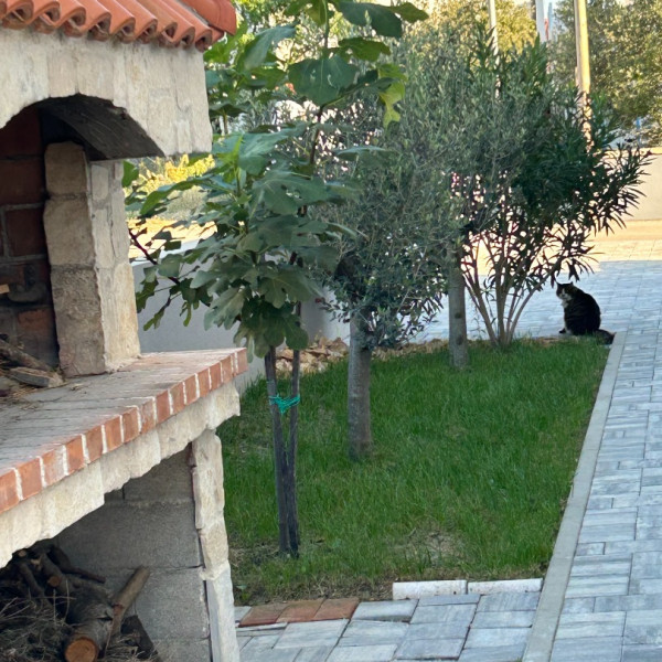 Kitchen, Villa Zubčić - Vrsi Mulo, Apartmani Zubčić Vrsi Mulo Vrsi
