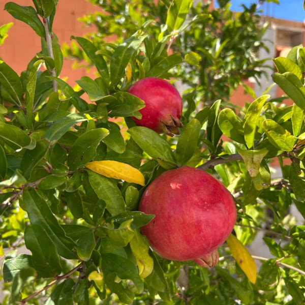 Living room, Villa Zubčić - Vrsi Mulo, Apartmani Zubčić Vrsi Mulo Vrsi
