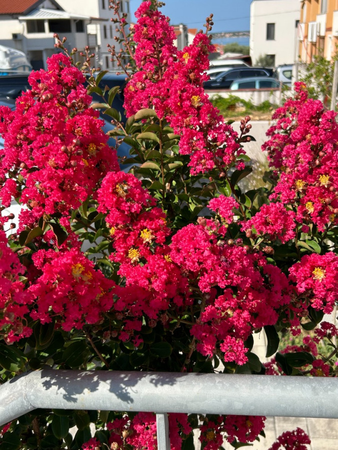 Villa Zubčić, Apartmani Zubčić Vrsi Mulo Vrsi