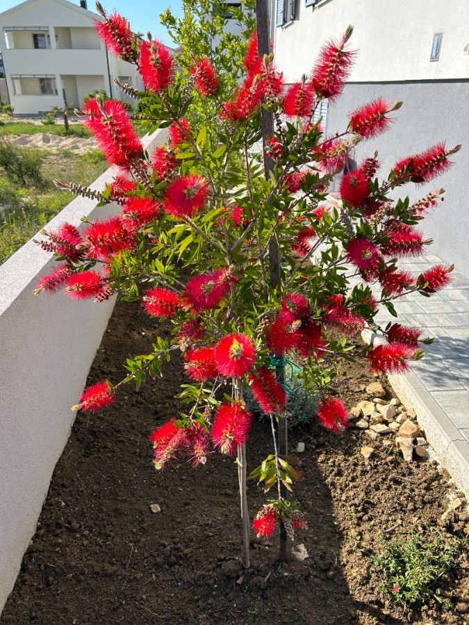 Villa Zubčić, Apartmani Zubčić Vrsi Mulo Vrsi