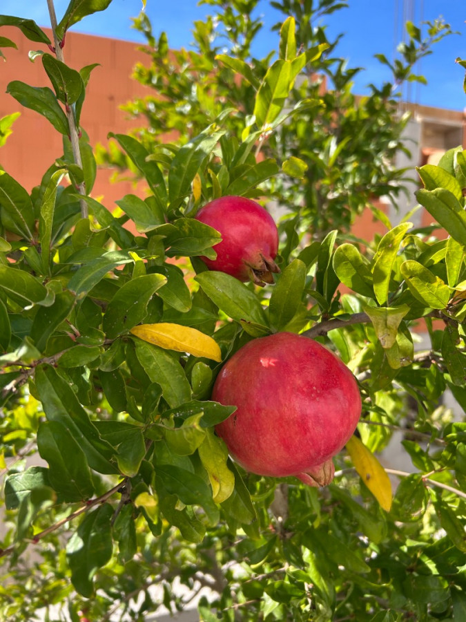 Villa Zubčić, Apartmani Zubčić Vrsi Mulo Vrsi