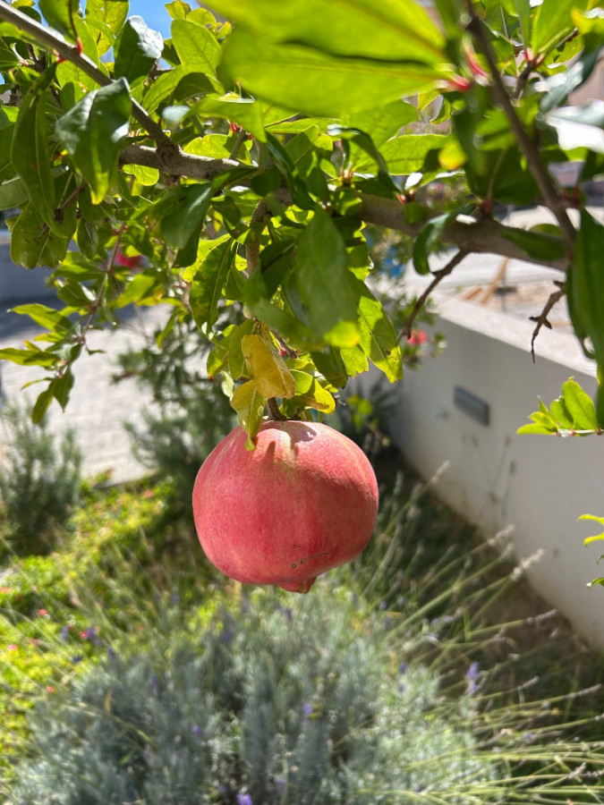 Villa Zubčić, Apartmani Zubčić Vrsi Mulo Vrsi